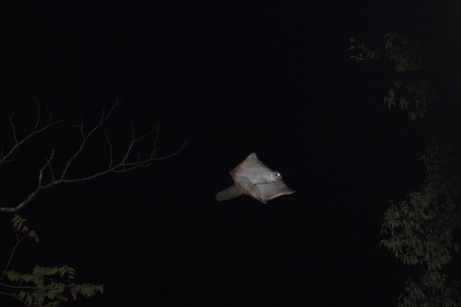 Wild Japanese Flying Squirrel Watching Tour in Nagano - Who will enjoy this most