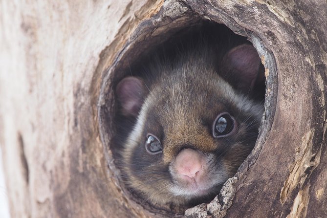 Wild Japanese Flying Squirrel Watching Tour in Nagano - The Picchio introduction takes about 20 minutes